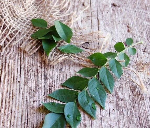 How To Use Curry Leaves For Hair Loss