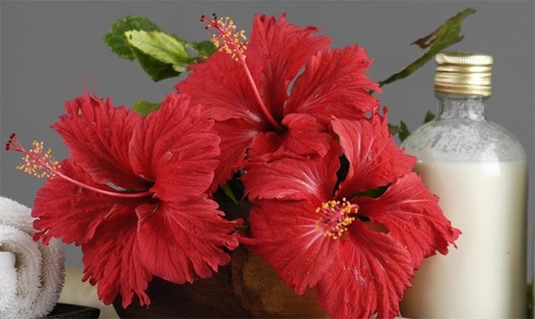 Benefits of Hibiscus Oil