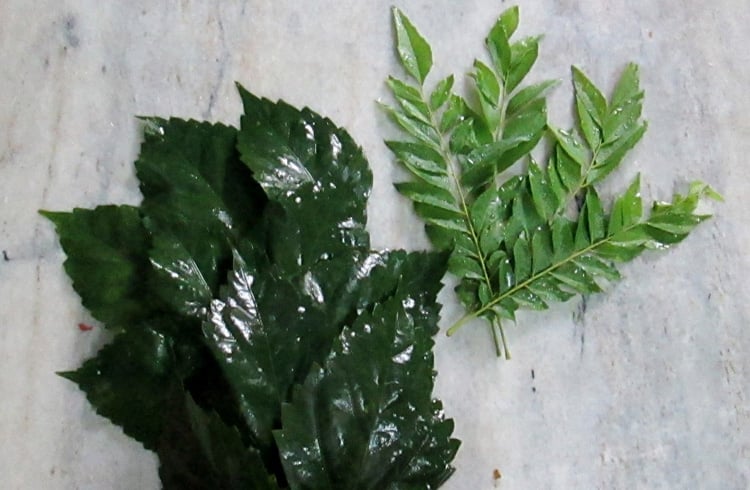 Hibiscus and Curry Leaves for Thick Hair