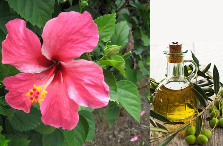 How to make hair oil with hibiscus flower