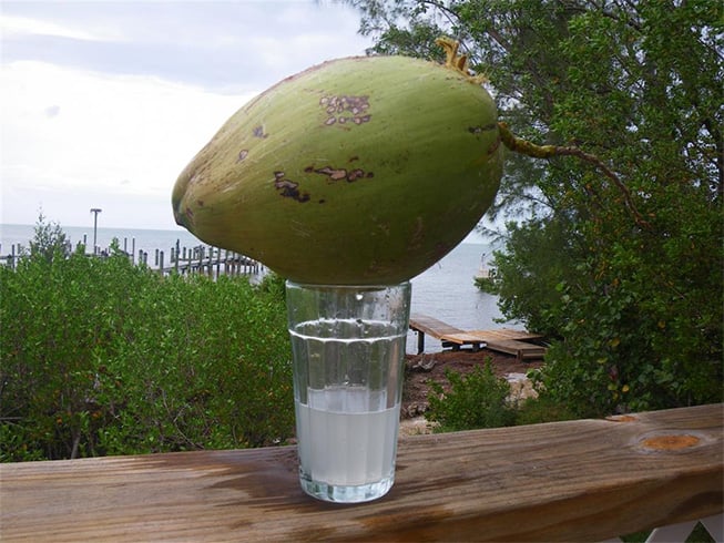 Coconut water toner