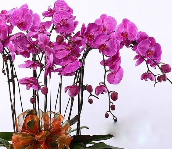 orchids