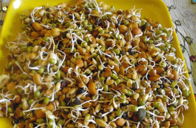 Sprouts for protein