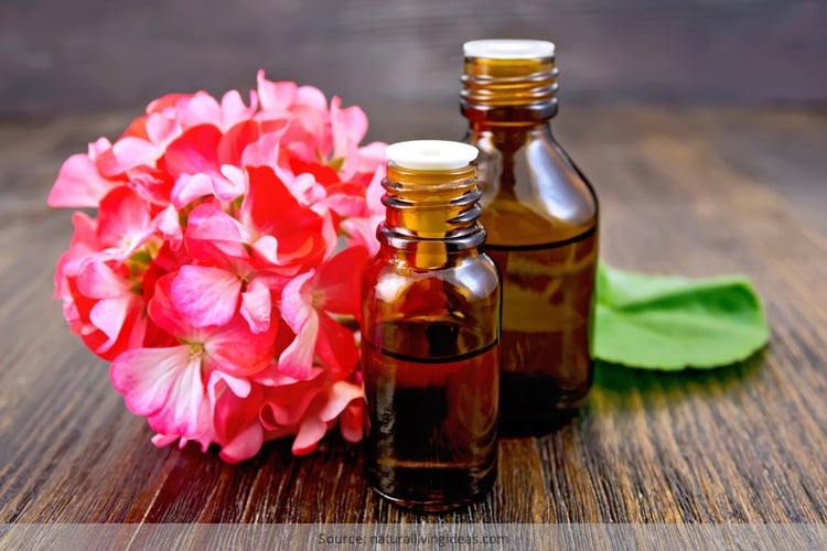 Geranium Essential Oil Benefits