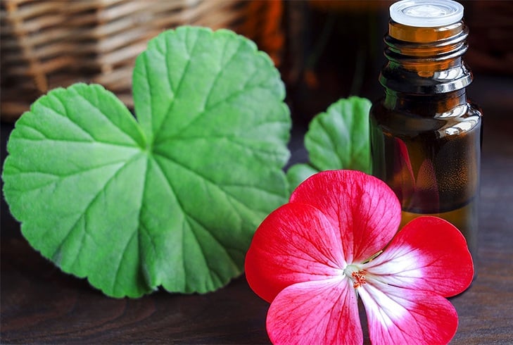 Geranium Oil Benefits For Hair