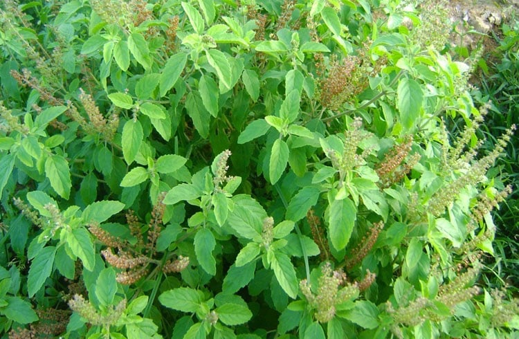 Tulsi