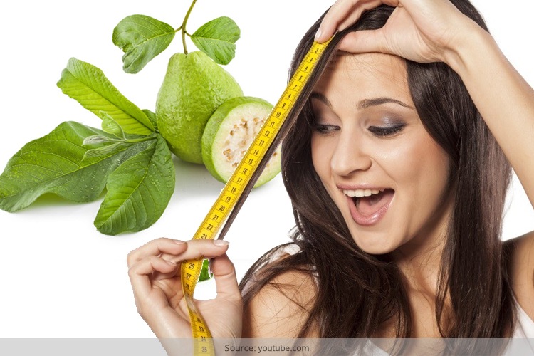 Guava Leaves For Hair: Your Unlikely Savior! Guava Leaves For Hair: Your Unlikely Savior!