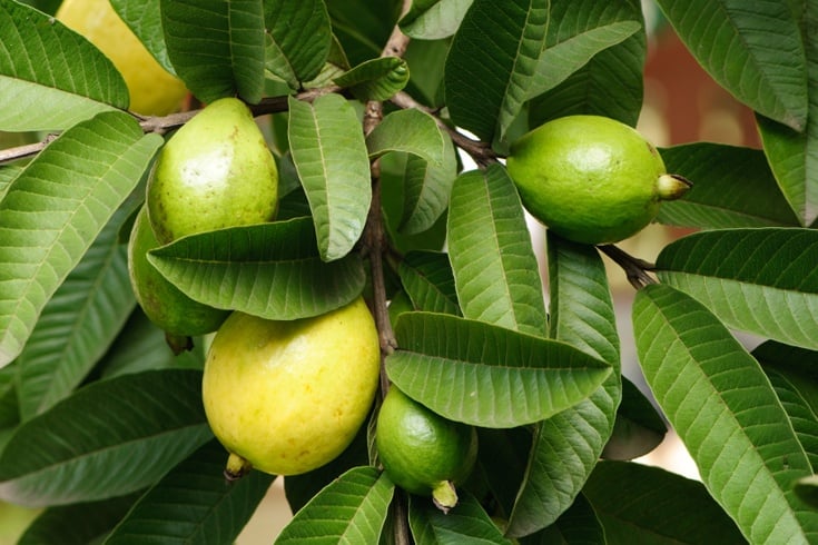 Health Benefits Of Guava