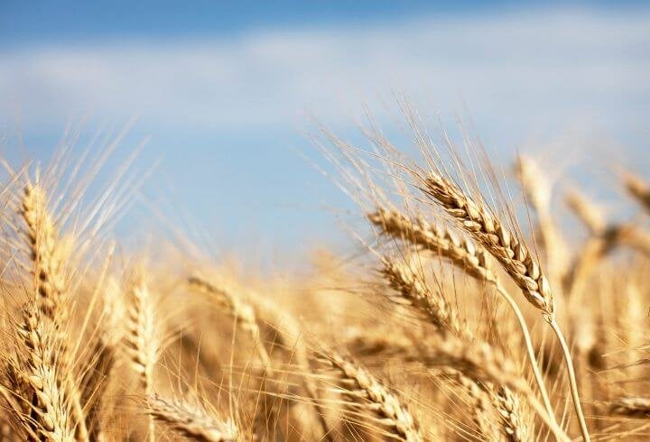 Breastfeeding Wheat foods to avoid