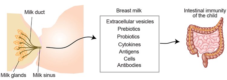 Importance of breastfeeding (2)