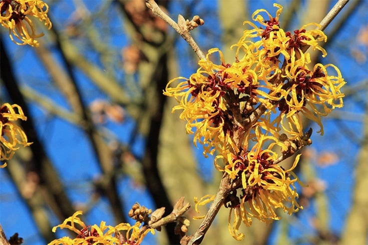 Witch Hazel Remedy for Armpit Rash