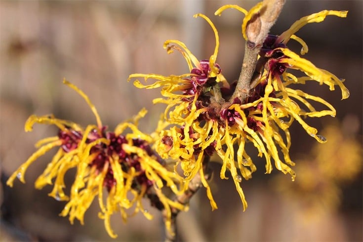 Witch Hazel for Pimple on Nose