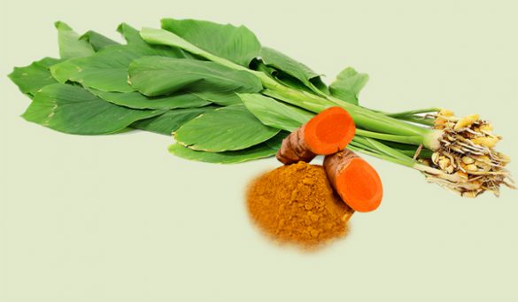 Turmeric Leaves For Health