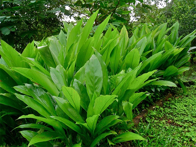 Can You Eat Turmeric Leaves