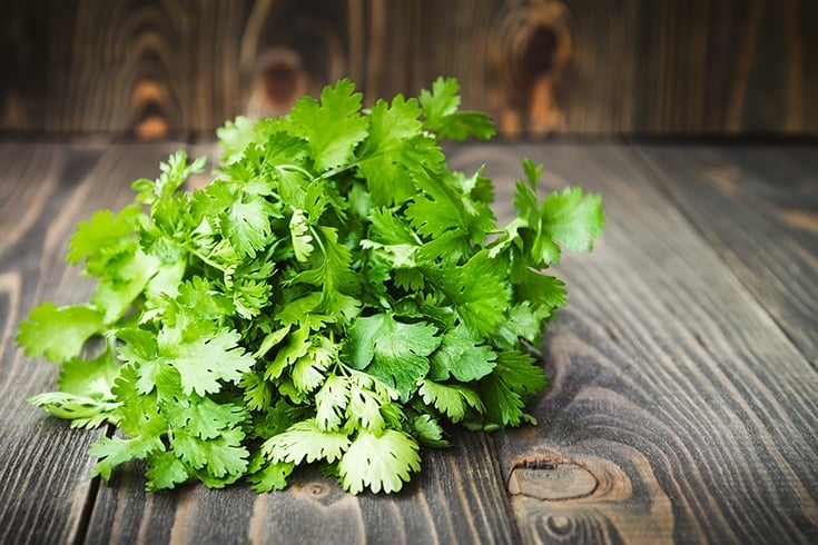 Cilantro