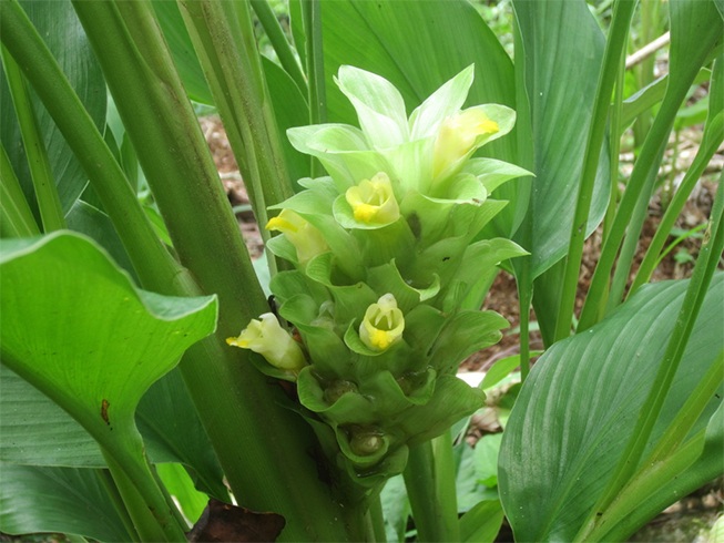 Turmeric Leaves Recipe