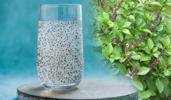 Basil Seeds