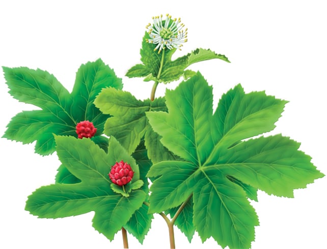 Goldenseal Herb