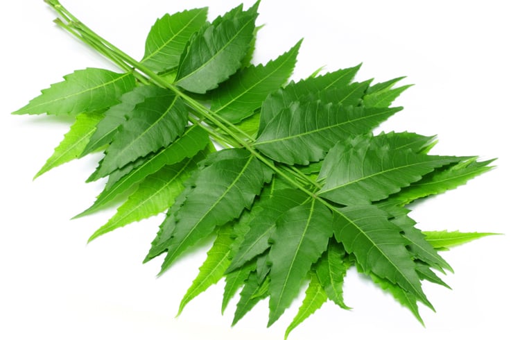 Neem