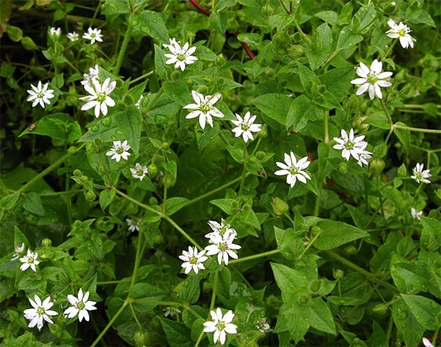 Chickweed