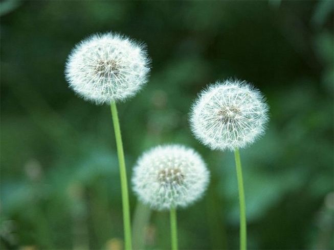 Dandelion