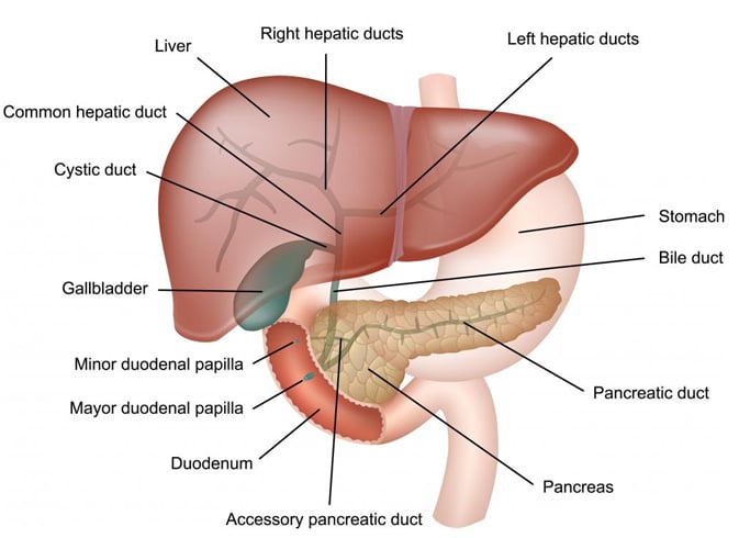  Stomach Muscle Contraction