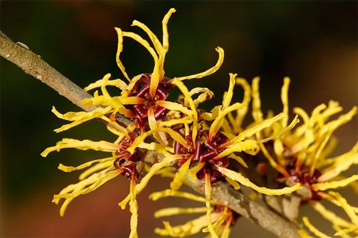 Witch Hazel for Red Dots On Skin