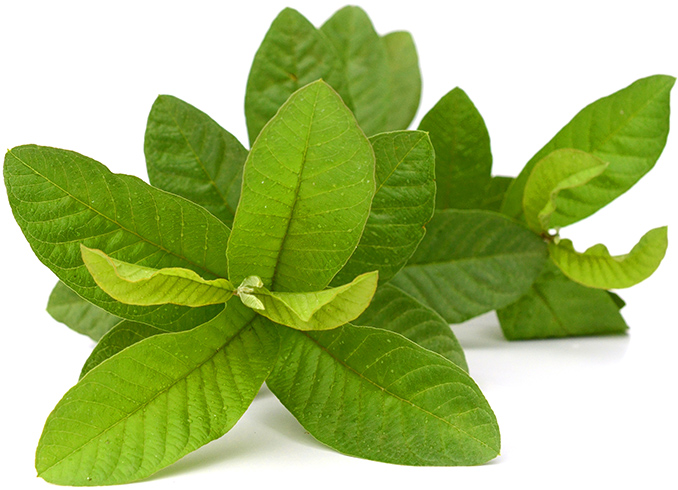 Guava Leaves for Toothache