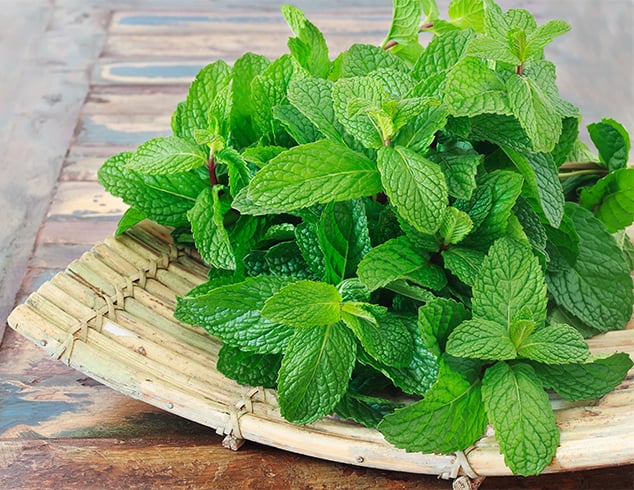 Mint Leaves