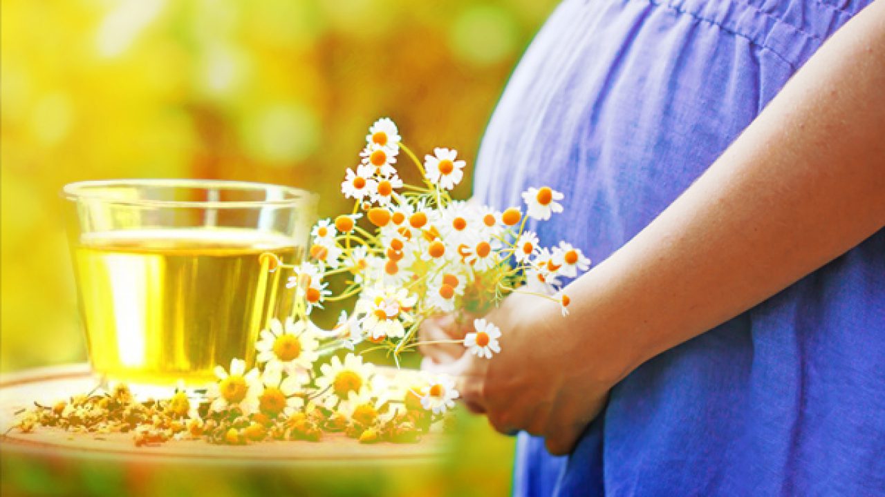 Are You Debating Drinking Of Chamomile Tea During Pregnancy? Are You Debating Drinking Of Chamomile Tea During Pregnancy?