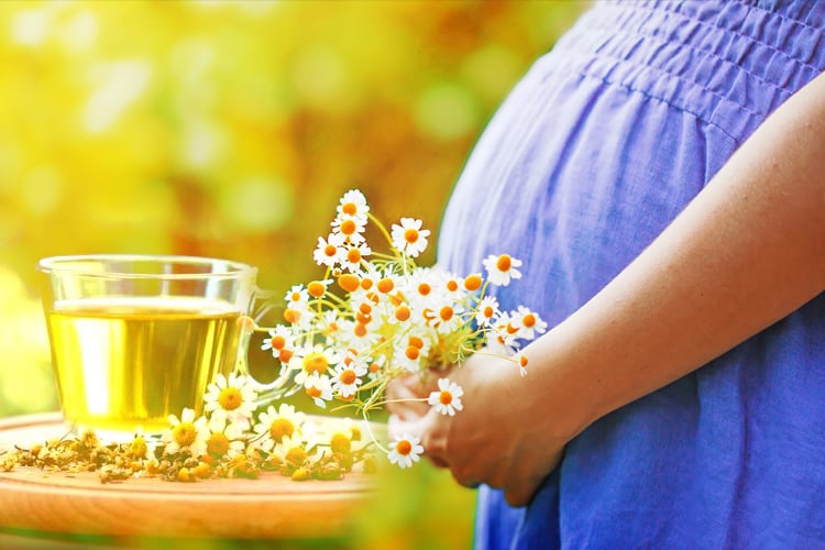 Chamomile Tea Pregnancy