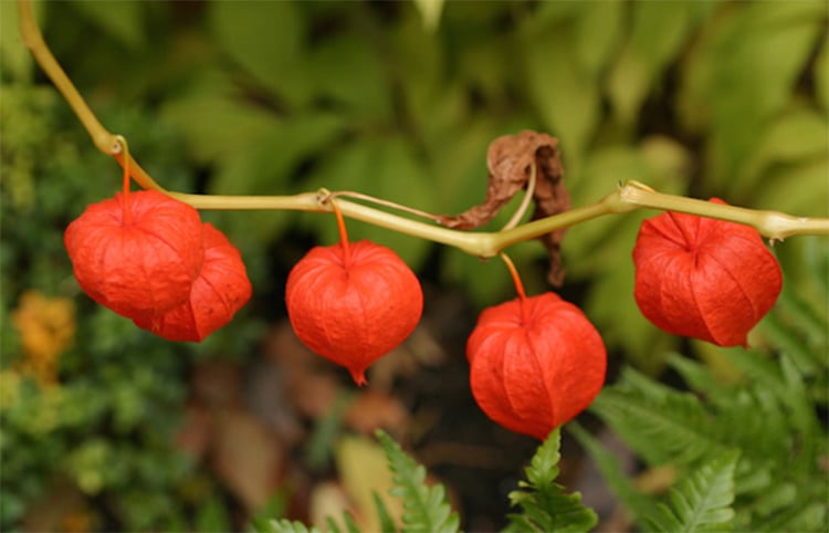 Uses Of Ashwagandha