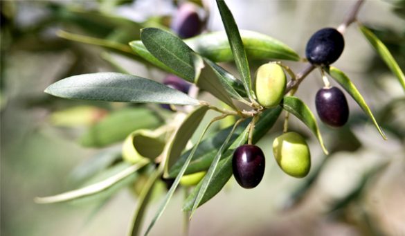 Benefits Of Olive Leaf Extracts