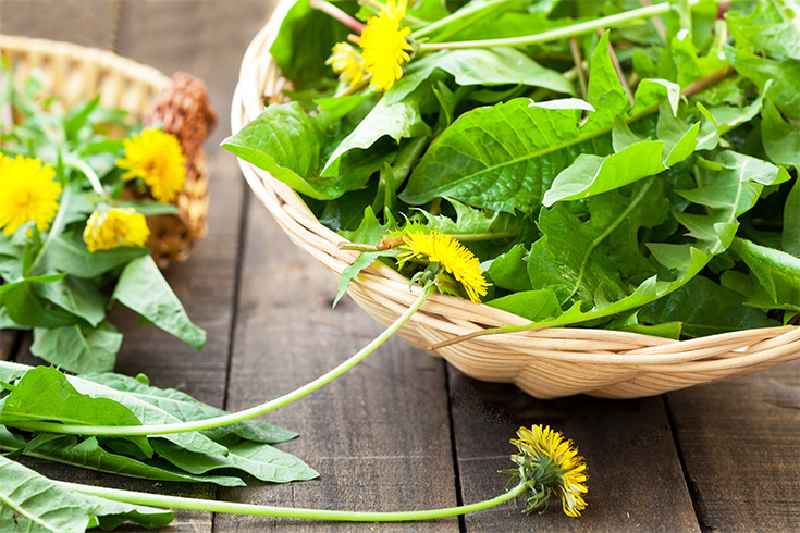 Dandelion Leaves