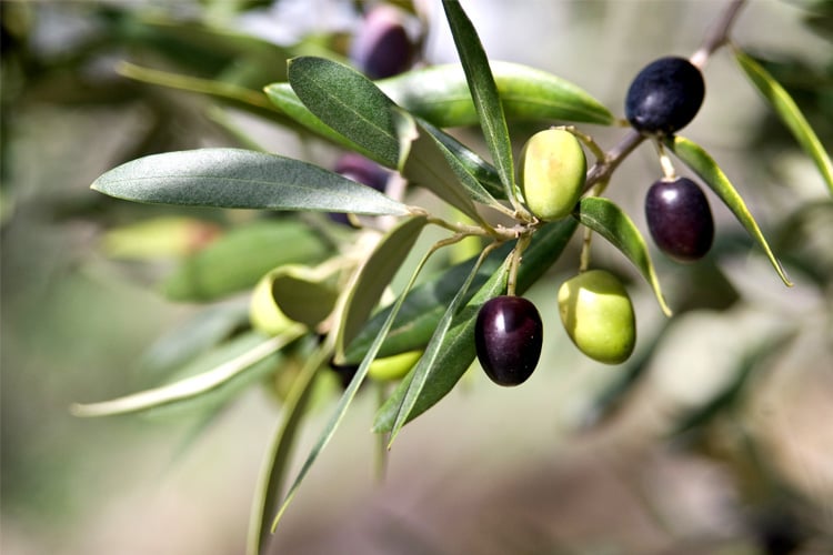 Health Benefits Of Olive Leaf Extracts