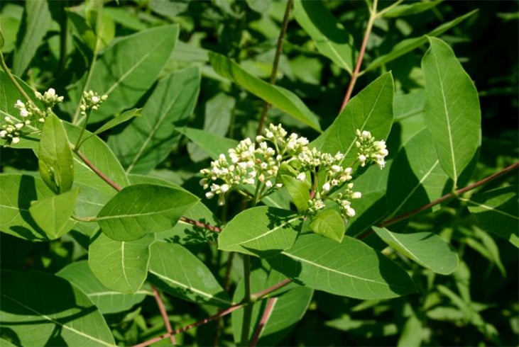 Indian Lilac