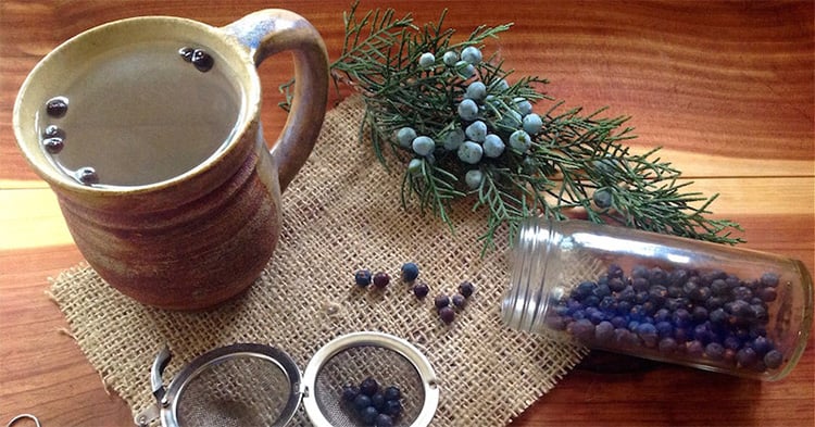 Juniper Berry Tea