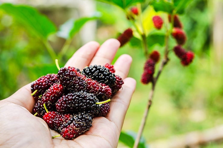 Mulberries