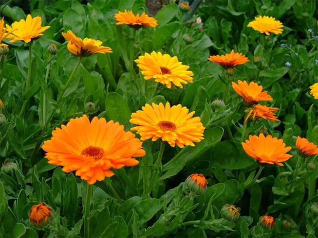 Calendula Fowers