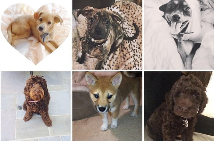 Ariana Grande Dogs