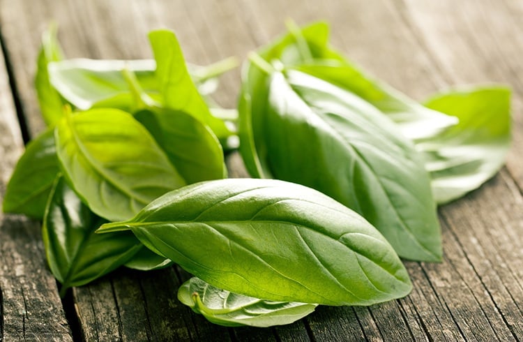 Basil Leaves