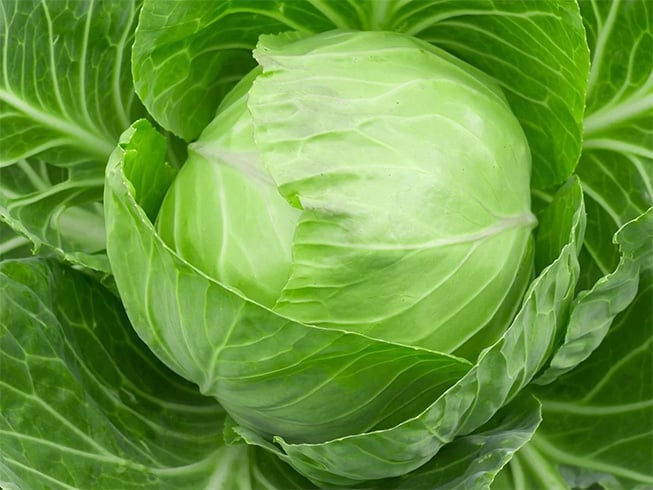 Cabbage for Cyst