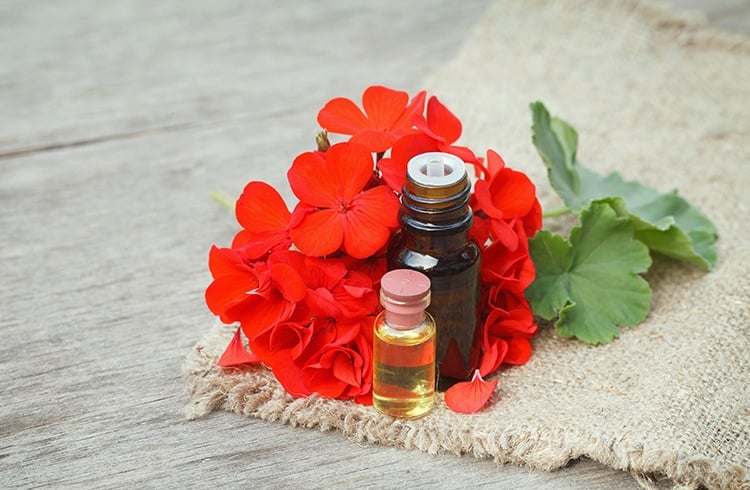 Geranium Essential Oil