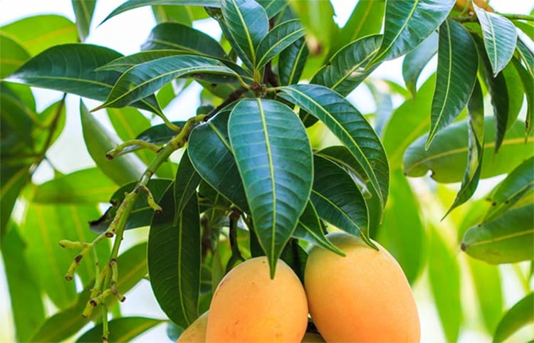 Mango Leaves for Earache