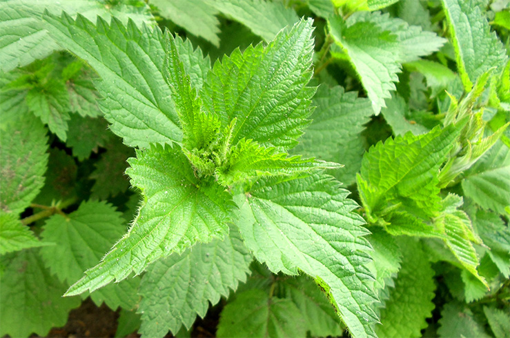 Nettle Leaf