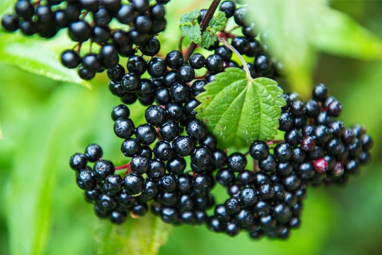 Benefits of Elderberries