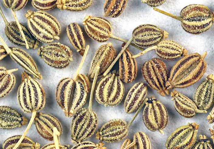 Carom Seeds for Asthma