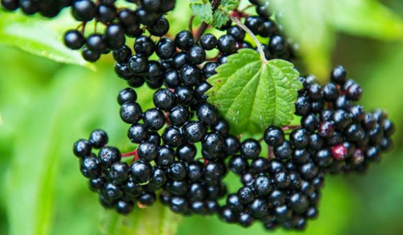 Benefits of Elderberries