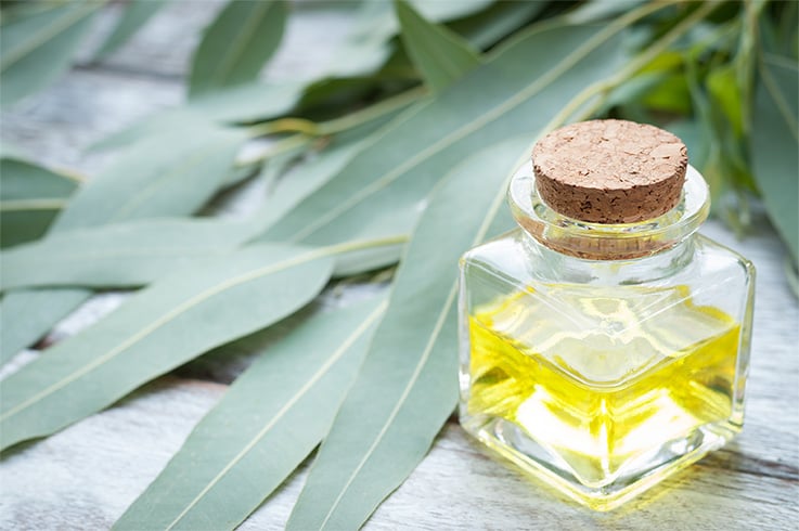 Eucalyptus Oil Sinusitis