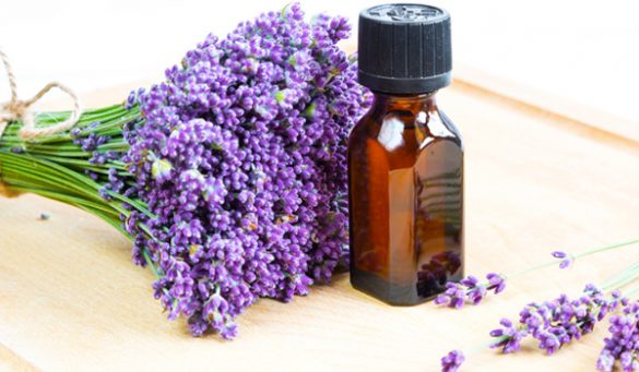 Lavender Oil Benefits and Uses